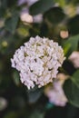 Viburnum Boule de Neige, beautiful garden flowers, beautiful garden bush, flowers aesthetic Royalty Free Stock Photo