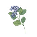 Viburnum branch with blue berries and green leaves isolated on white background. Natural drawing of part of beautiful