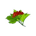 viburnum branch. Bunch with autumn red berries in foliage. Twig and leaves Royalty Free Stock Photo