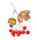 Viburnum branch