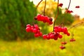 Viburnum branches with red berries..