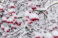 Viburnum branches covered with snow with red berries in winter