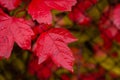 Viburnum branches with few colorful leaves in end of fall