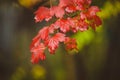 Viburnum branches with few colorful leaves in end of fall