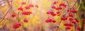 Viburnum branches with red berries against a blurred background in the fall on a sunny day