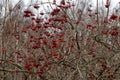 Viburnum branches with red berries on a gray autumn blurred background