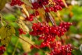 Viburnum branches with red berries on a gray autumn blurred background