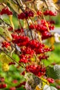 Viburnum branches with red berries on a gray autumn blurred background