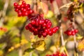 Viburnum branches with red berries on a gray autumn blurred background