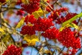 Viburnum branches with red berries on a gray autumn blurred background