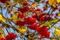 Viburnum branches with red berries on a gray autumn blurred background