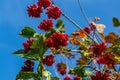 Viburnum branches with red berries on a gray autumn blurred background