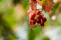 Viburnum branches with red ripe berries in rainy autumn morning