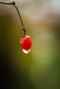 Viburnum branches with red ripe berries in rainy autumn morning