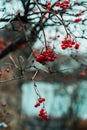 Viburnum branches with red ripe berries in rainy autumn morning