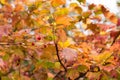 Viburnum branches with yellow leaves and berries