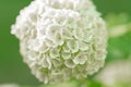 Viburnum buldenezh. White flowering shrubs.White flower of Viburnum.White balls of viburnum bush.Beautiful floral