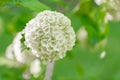 Viburnum buldenezh.White pompoms flowers in spring blurred garden. White flowering shrubs.White flower of Viburnum.White