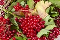 Viburnum bunches basket top