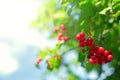 Viburnum bush on blue sky