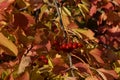 Viburnum bush in autumn. Ripe red berries and colorful leaves Royalty Free Stock Photo