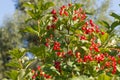 Viburnum bush blooms and gives berries in the sun in the summer in the spring in the autumn