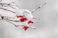 Viburnum bush covered with snow with red berries after a heavy snowfall Royalty Free Stock Photo