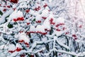 Viburnum bush covered with snow with red berries on a sunny day Royalty Free Stock Photo