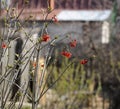 Viburnum bush in early spring