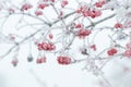 Viburnum bush with frost-covered red berries and branches Royalty Free Stock Photo