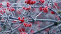 Viburnum bush with frost-covered red berries and branches Royalty Free Stock Photo