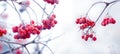 Viburnum bush with frost-covered red berries and branches Royalty Free Stock Photo