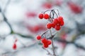 Viburnum bush with frost-covered red berries and branches Royalty Free Stock Photo