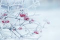 Viburnum bush with frost-covered red berries and branches Royalty Free Stock Photo