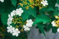 Viburnum bush blooming in spring