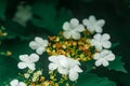 Viburnum bush blooming in spring Royalty Free Stock Photo