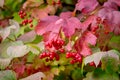 Viburnum bush with red berries and colorful autumn leaves Royalty Free Stock Photo