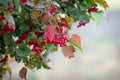 Viburnum bush with red berries and colorful autumn leaves Royalty Free Stock Photo