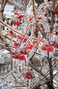 Viburnum bush with red berries covered with ice after icy rain.