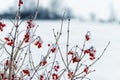 Viburnum bush with red berries covered with snow and ice on a background of snow in winter Royalty Free Stock Photo