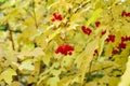 Viburnum bush with red berries in sunny autumn weather