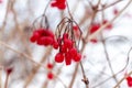 Viburnum bush with red berries in winter