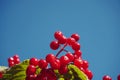 Viburnum close-up on the background of the sky. Red viburnum. Big red viburnum.