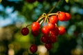 Red berries of viburnum, close-up.