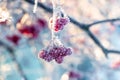 Viburnum clusters covered with frost with red berries in sunny weather Royalty Free Stock Photo