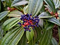 Viburnum Davidii Berries Royalty Free Stock Photo