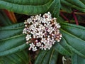 Viburnum Davidii Flowers