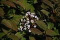 viburnum farreri blossom in spring