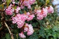Fragrant Viburnum white-pink blossoms nature in detail Royalty Free Stock Photo