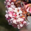 Viburnum, Viburnum farreri